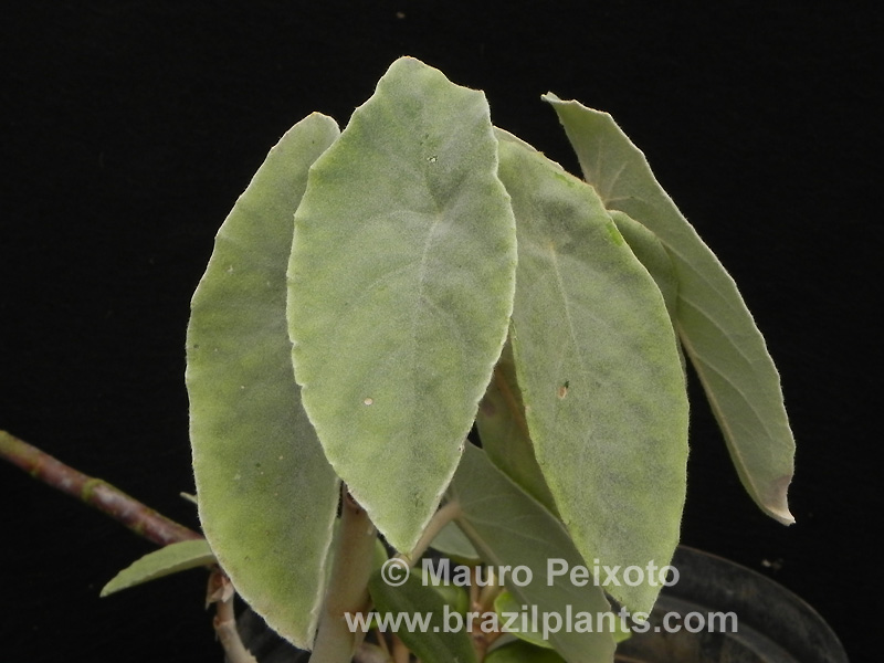B. lealii